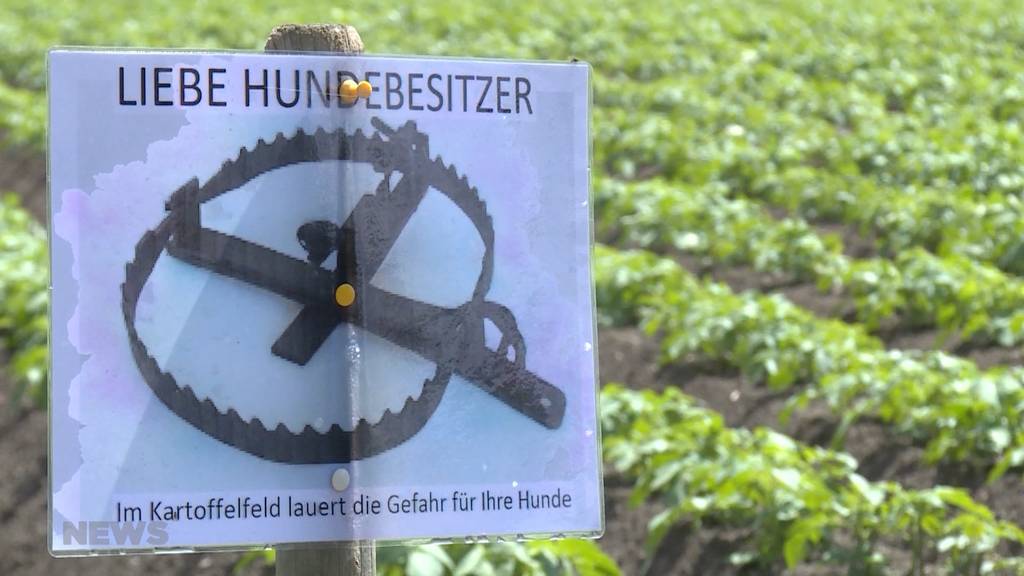 Bärenfalle für Hunde sorgt für erhitzte Gemüter 