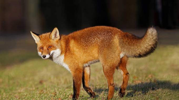 Tierschützer beklagen: Engländer verstossen massiv gegen Fuchsjagdverbot