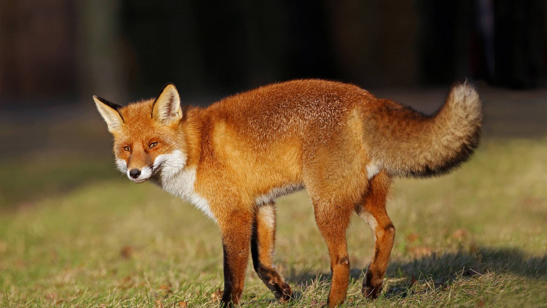 Seit 2005 ist die Jagd auf lebende Füchse in England verboten.