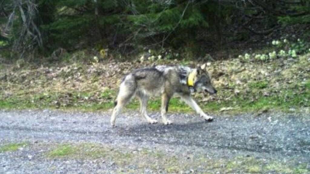 Der Wolf M237 wanderte fast 2000 Kilometer von Graubünden nach Ungarn und wurde nun dort offenbar getötet. (Archivbild)