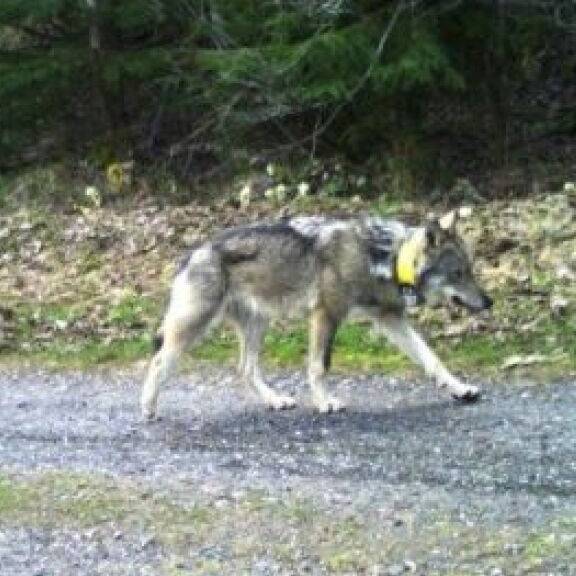Nach illegaler Tötung – «der Graubündner Wolf wäre weiter gewandert»