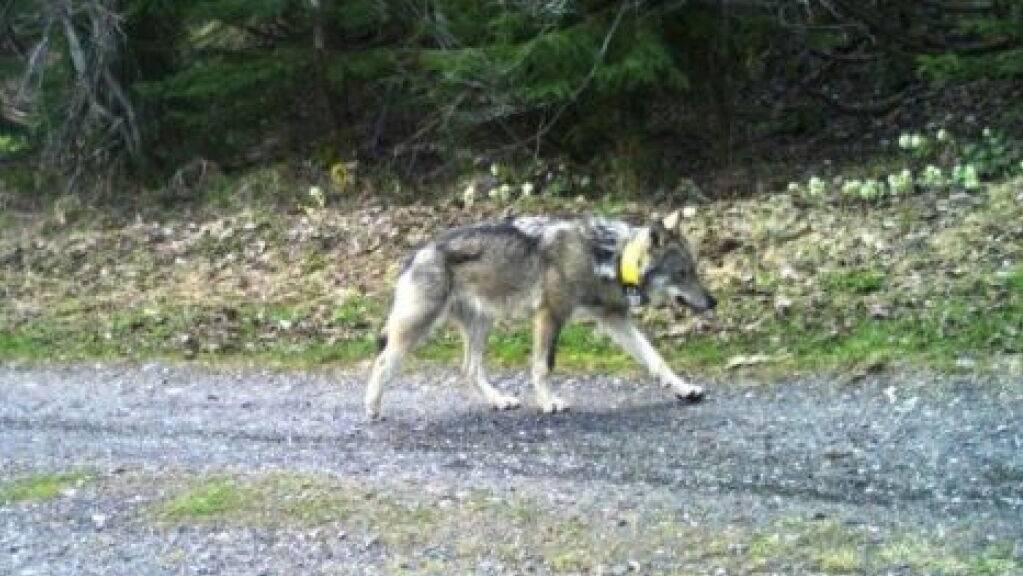 Der Wolf M237 wanderte fast 2000 Kilometer von Graubünden nach Ungarn und wurde nun dort offenbar getötet. (Archivbild)