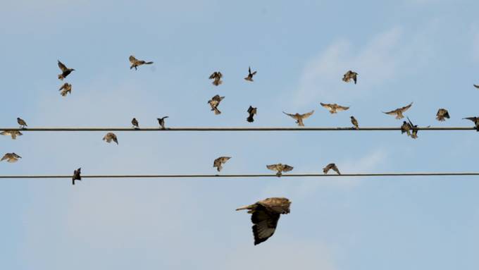 Vogelschutz ruft zur Beobachtung der Zugvögel auf