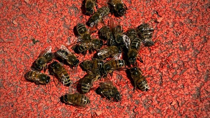 Bienen auf Rotem Platz starben wohl nach Feuerwehreinsatz