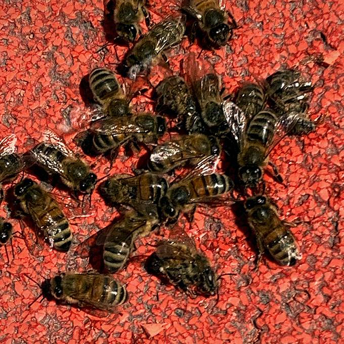 Rätselhaftes Bienensterben auf dem Roten Platz