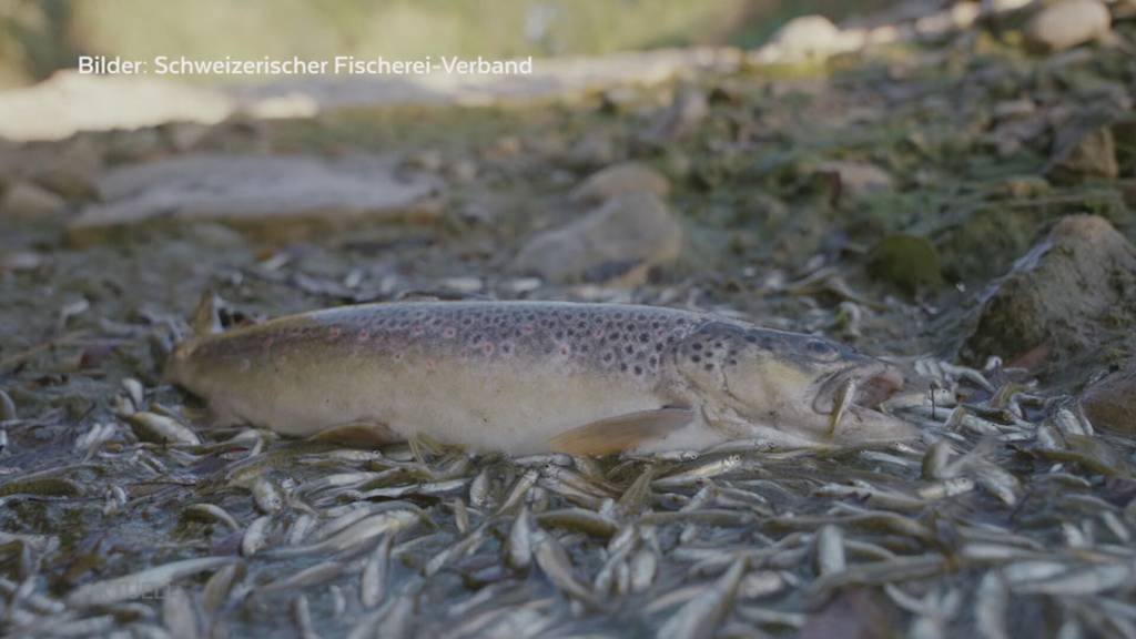 Ausgetrocknete Bäche: Fische kämpfen ums Überleben