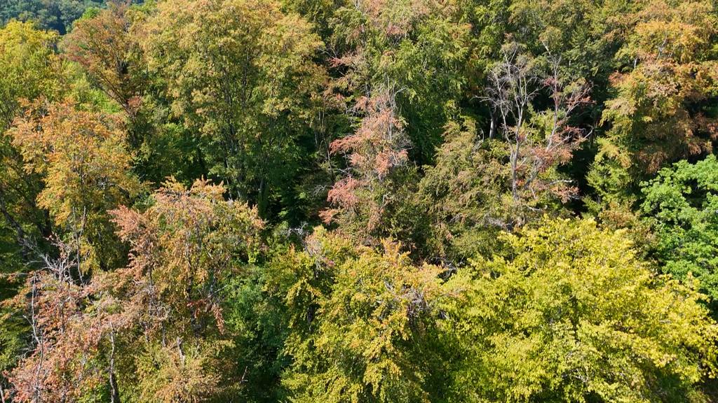Für Förster «brutal belastend»: extreme Trockenheit in Basler Wäldern
