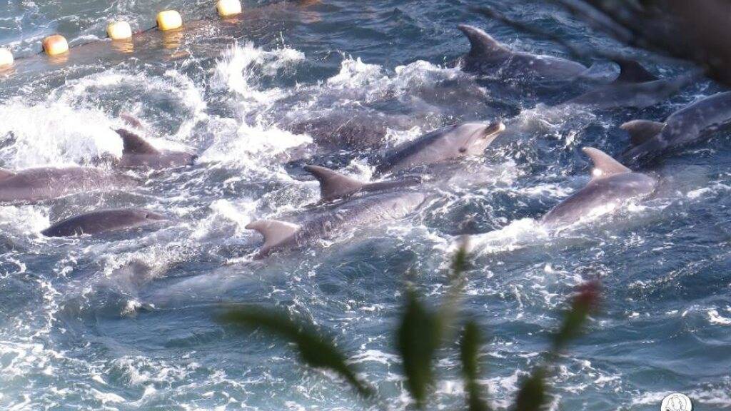 Seit Jahren gibt es Widerstand gegen die Jagd von Delfinen in Japan. (Archivbild)