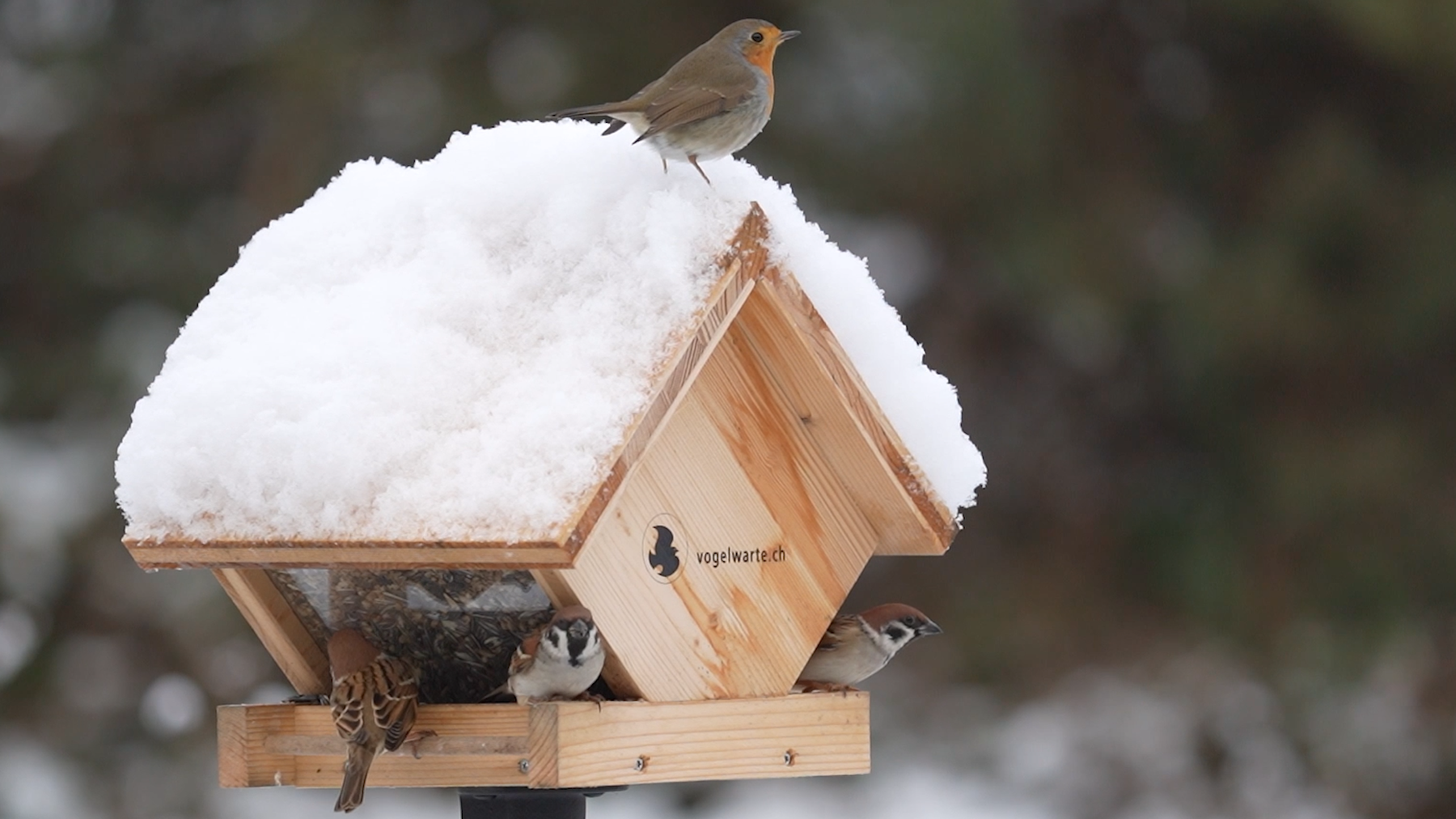 Vogelfuetterung im Winter 