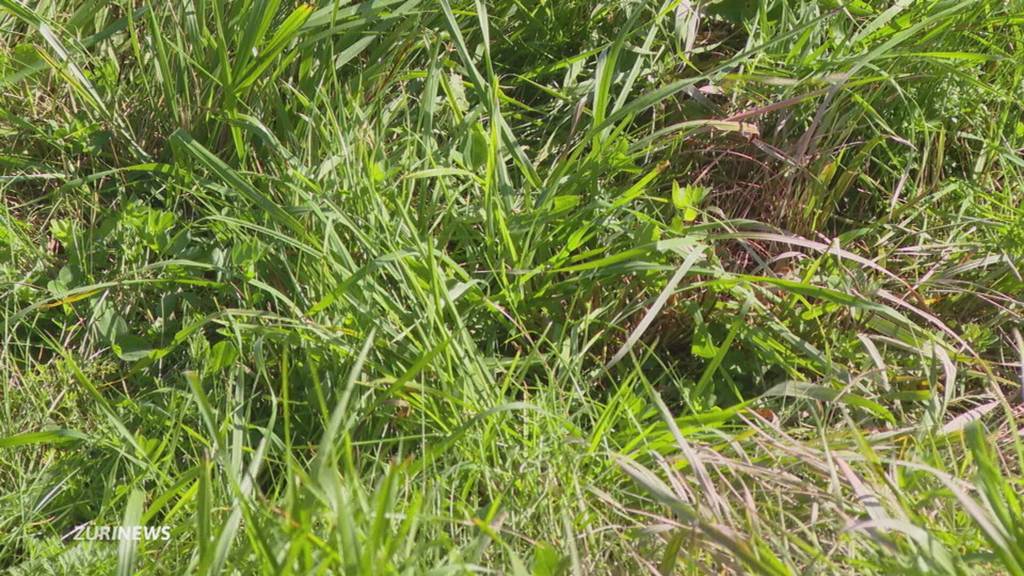 Frau auf Heimweg in Näfels vergewaltigt – Täter flüchtig