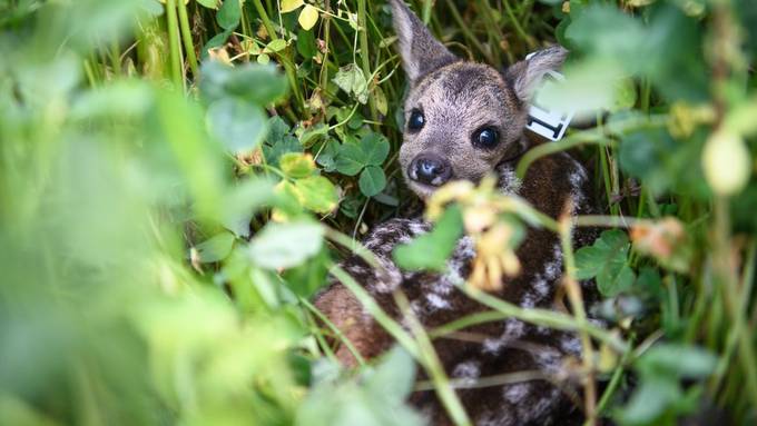 Drei Drohnen für Bambi