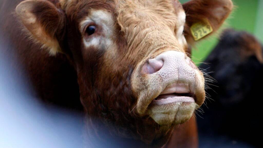 Der Kanton Neuenburg warnt vor einem ausgebüxten Stier der Rasse Limousin. (Symbolbild)