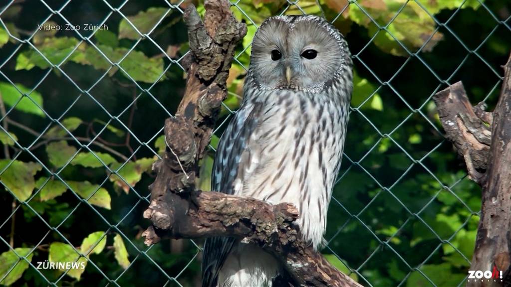 Bedrohter Habichtskauz: Zoo Zürich beteiligt sich am Schutzprogramm