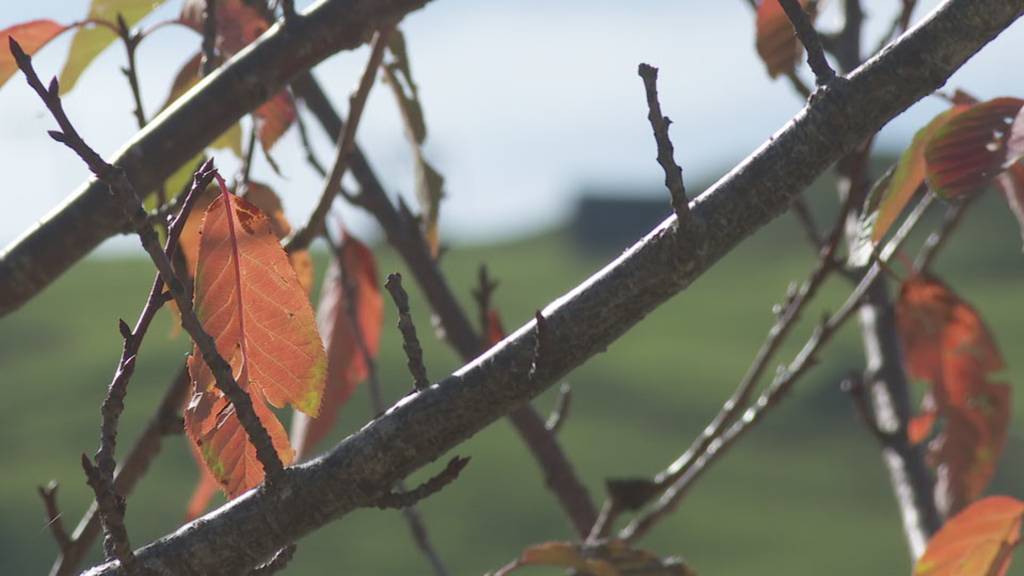 Goldener Herbst in der Ostschweiz: Die schönsten Bilder