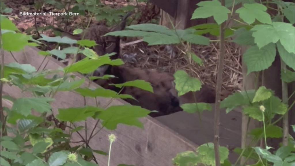 Nach 14 Jahren Luchsnachwuchs: Jungtiere sind Sensation für Tierpark Bern