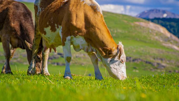 Kühe seit einem Monat ausgebüxt – «Tiere geniessen Wellnessurlaub mit Vollpension»