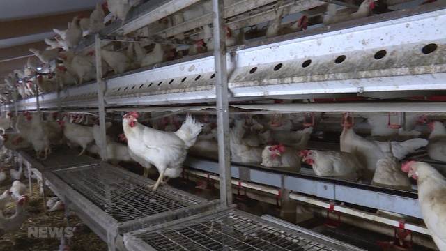 Sterben Hennen für unsere Ostereier?