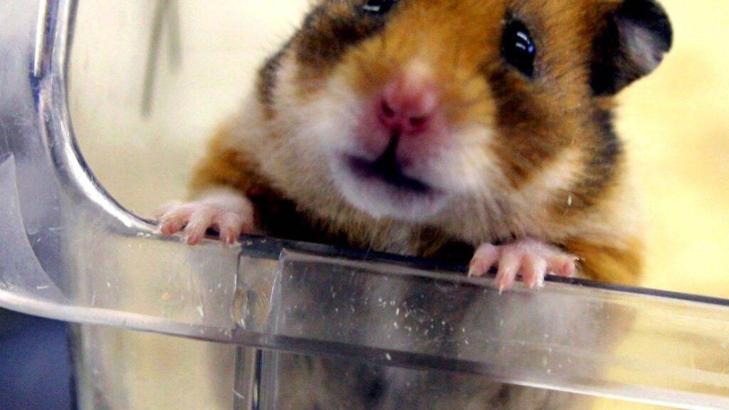 Immer mehr Tiere werden in Versuchen verwendet, die schwere Angst und schwere Schmerzen verursachen. (Archivbild mit Hamster)