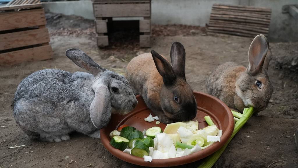 Nolan, Lopez & Bailey