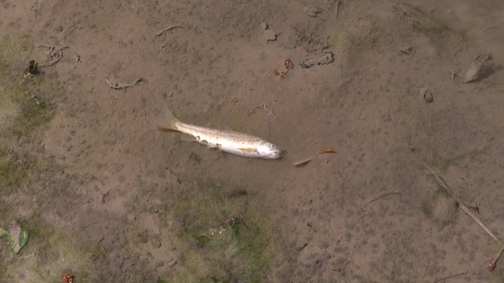 Wegen Betonwasser: Fischsterben in Derendingen