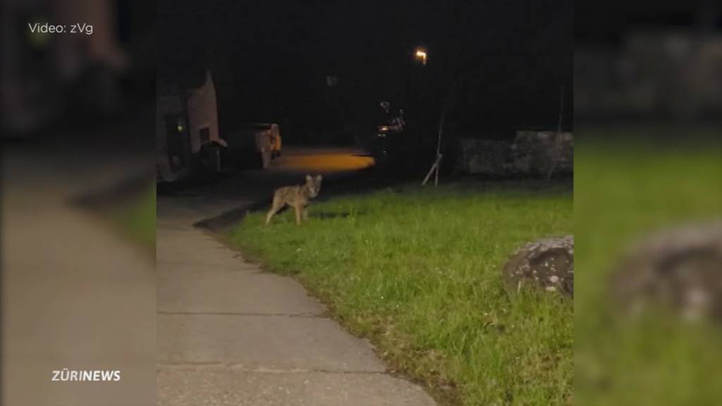 Wolf mitten im Siedlungsgebiet