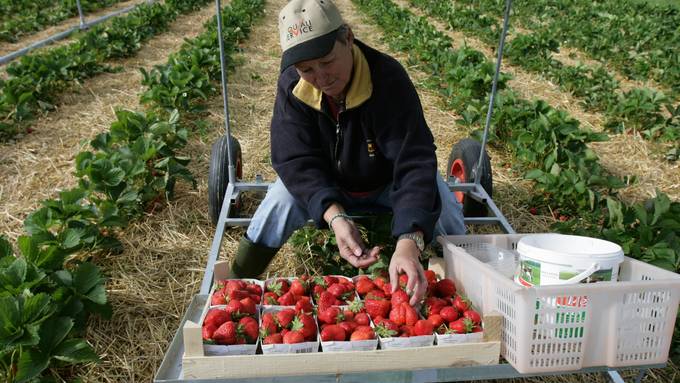 «Erdbeeren? Bei mir liegt noch Schnee!»