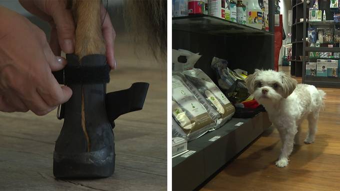 Tierorthopädie / Tierapotheke