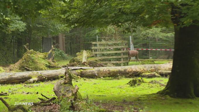 Liebestrunkener Hirsch bricht im Wildpark Bruderhaus aus