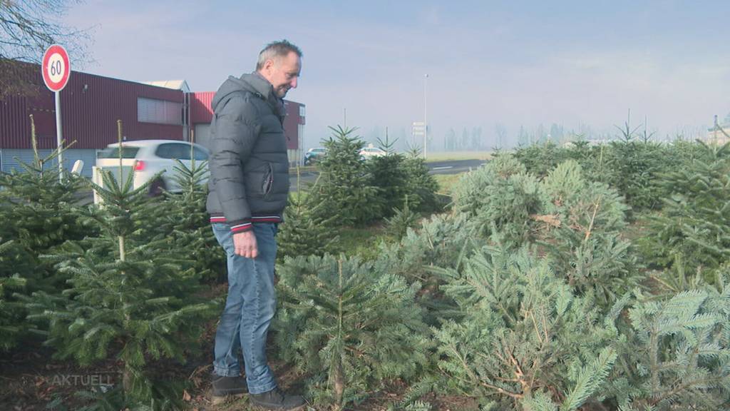 Weihnachtsbäume umgefahren: PW-Lenker nietet reihenweise Tannen um