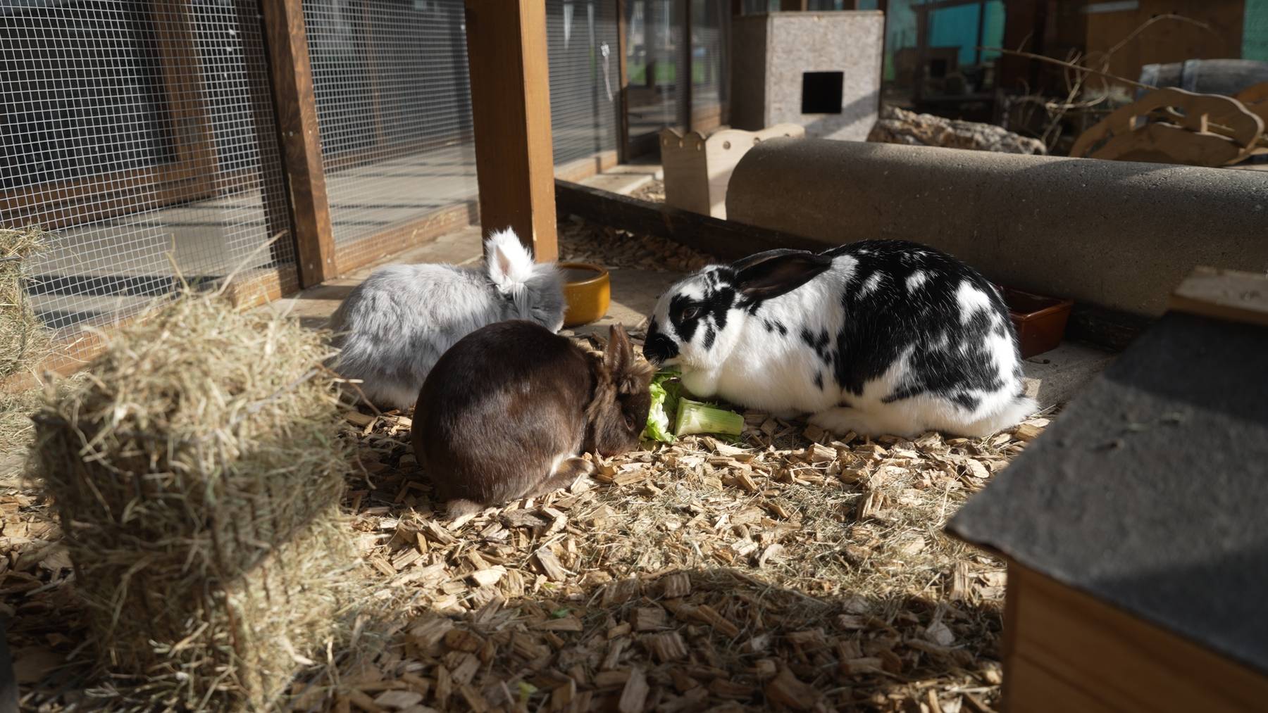 Lucie, Bossi und Hoppel