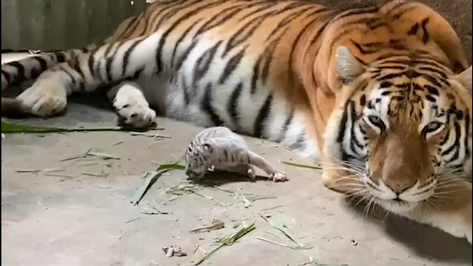 Weisses Tigerbaby zur Welt gekommen