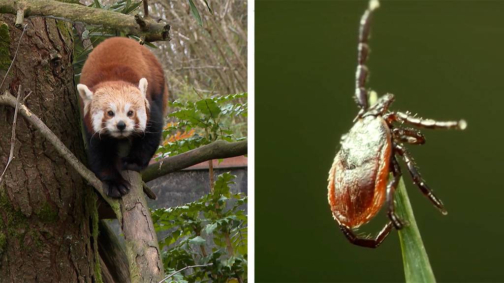   Paarungszeit bei den Kleinen Pandas / Zecken