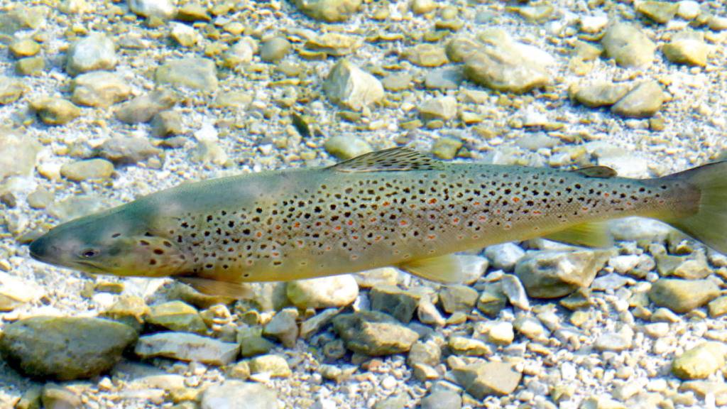 Aus Innerrhoder Flüssen darf kein Wasser mehr entnommen werden