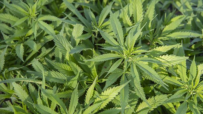 Sucht-Kommission will Cannabis legalisieren