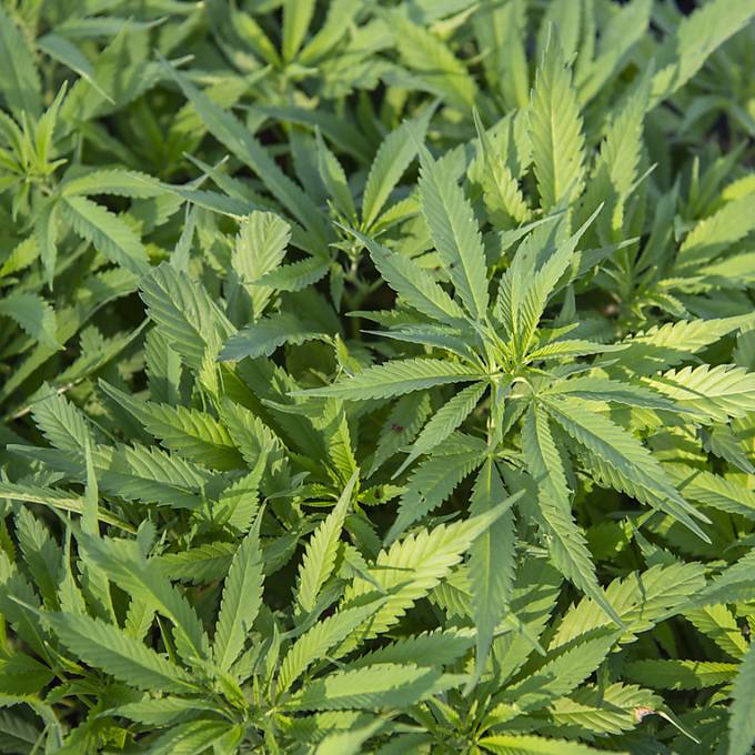 Sucht-Kommission will Cannabis legalisieren