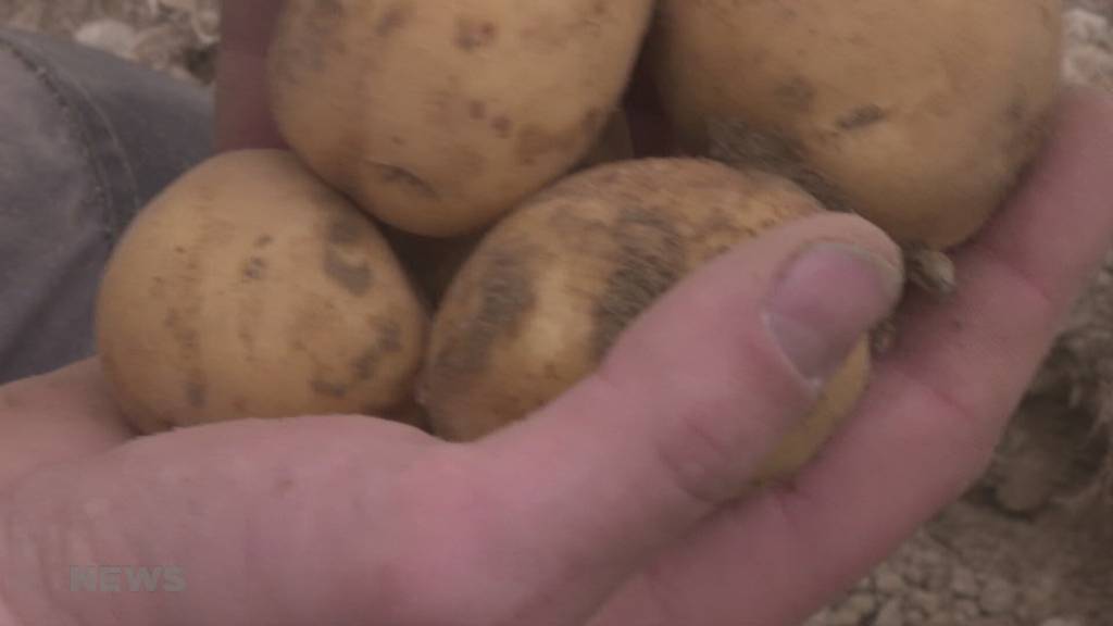 Kartoffelproduzenten leiden
