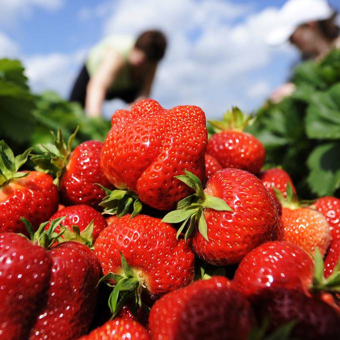 Hier kannst du im Aargau Erdbeeren direkt selber pflücken