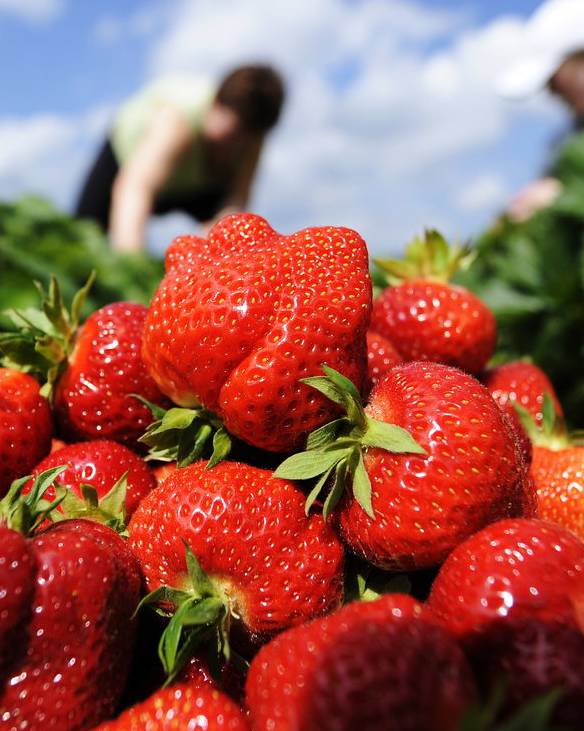 Hier kannst du im Aargau Erdbeeren direkt selber pflücken