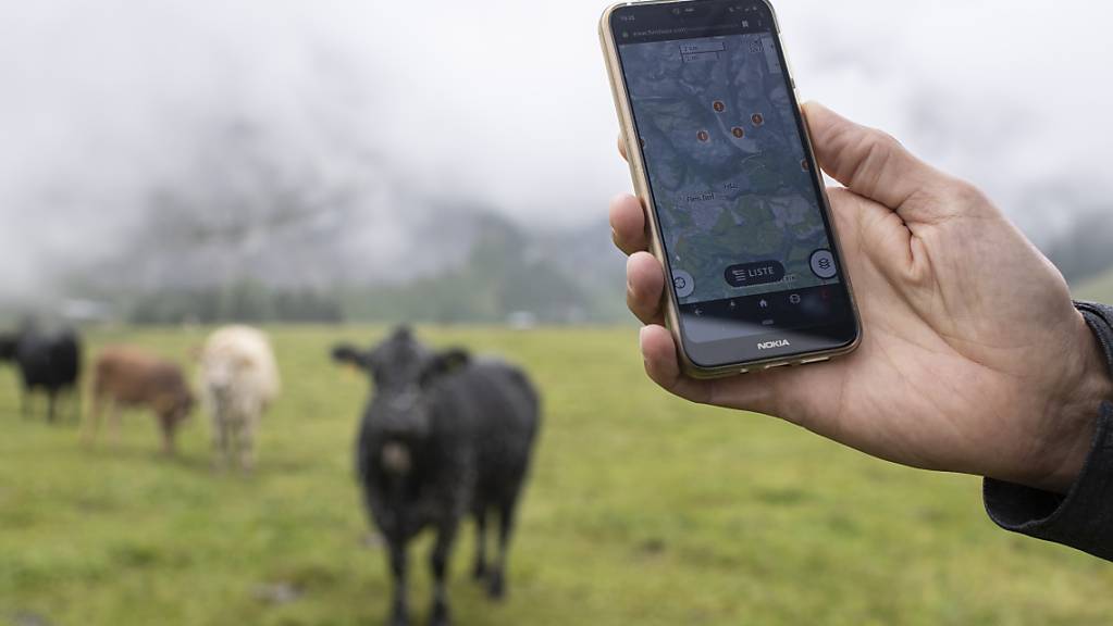 Der genaue Standort der Herden kann über die App von Outdooractive abgerufen werden.
