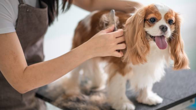 Fellpflege beim Hund: Darauf musst du achten