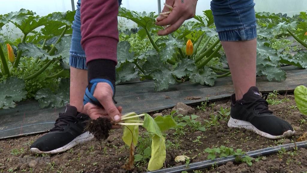 Riesige Ernteausfälle für Berner Bauern