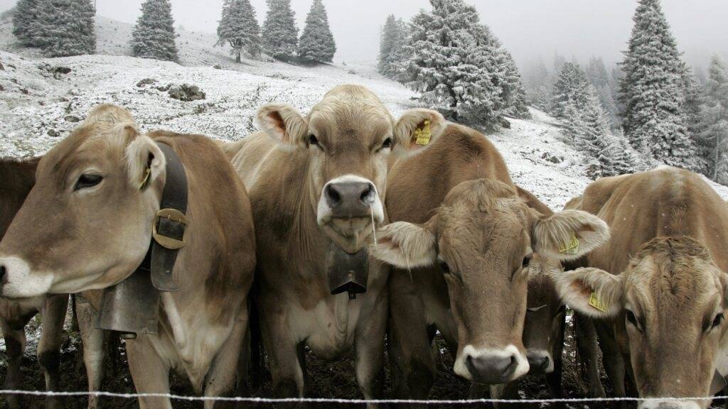 Die Nachfrage im heimischen Rindfleischmarkt sei derzeit gross. Deshalb machen sich die Bündner Bauern Sorgen um das Zollsabkommen mit den USA, das derzeit ausgehandelt wird. (Archivbild)