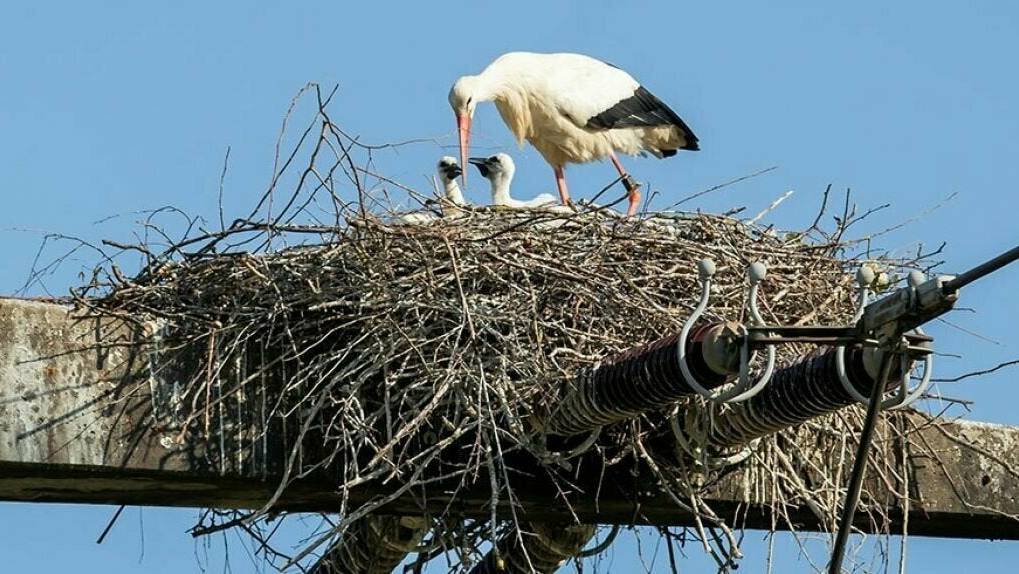 Gefährliches Zuhause: Die Storchenfamilie hat ihr Nest zu nah an den Abspannisolatoren gebaut.