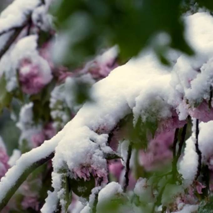 Schnee feiert im April ein Comeback in Zürich