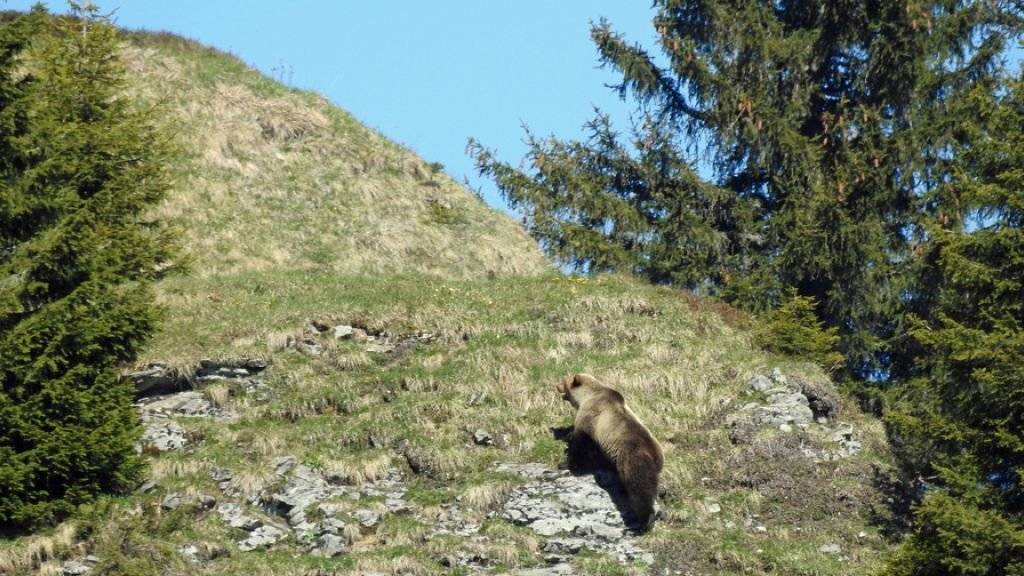 Bär M29 am 26. Mai 2017 im Eriz. Das Foto sorgte für Furore, weil es der erste Nachweis eines wilden Bären im Kanton Bern seit 190 Jahren war. Vermutlich war er am Wochenende auch im Sanetschgebiet (VS) unterwegs