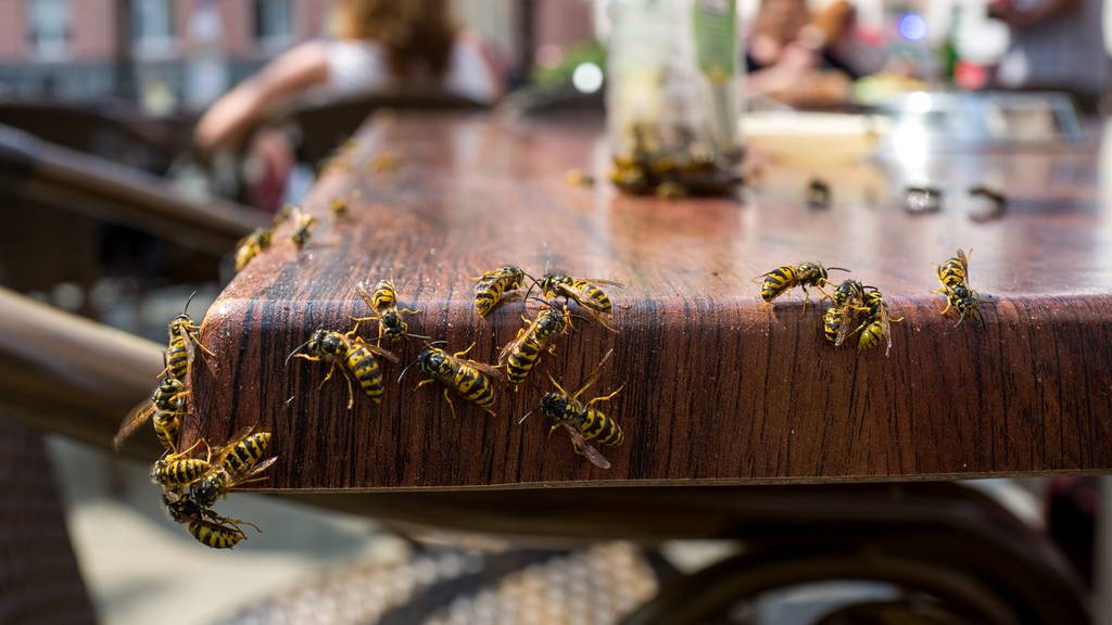 So kannst du die Wespen von deinem Essen fernhalten