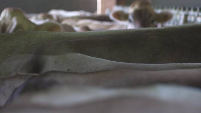 Zu Eng im Stall: Kühe werden immer grösser