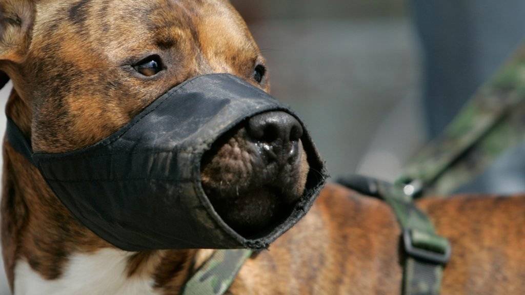 Pitbulls und mit dieser Rasse gekreuzte Hunde sind im Kanton Genf verboten. (Symbolbild)
