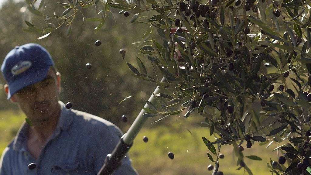 Oliven-Ernte in Magliano: Das italienische Parlament verschärft die Gesetze gegen die Ausbeutung von Saisonarbeitern in der Landwirtschaft. (Symbolbild)
