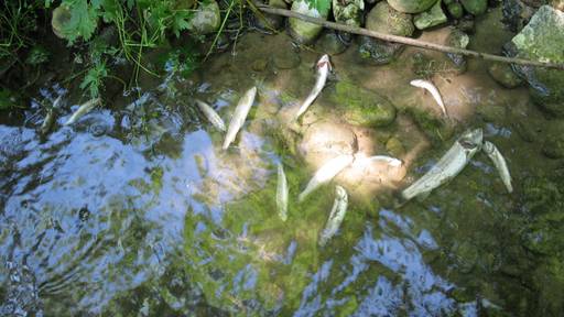 Überlaufenes Gülleloch lässt Fische in Klettgauer Bach sterben